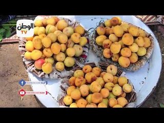 محصول المشمش في المشمش