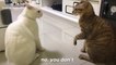 Cats talking !! these cats can speak english better than hooman - YouTube
