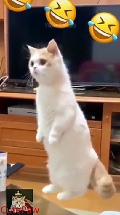 9convert.com - Funny Pet Compilation  Cat Comedy Videos  Funny Baby Cat Videos  Adorable Pets Videos  shorts_1080p.mp4