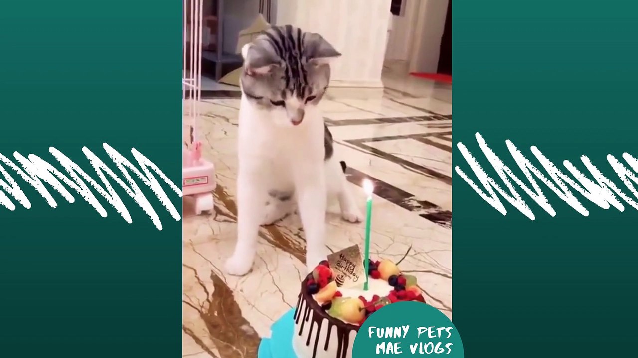 9convert.com - Funny Pets Vlog3 Completion Cute cats_1080p