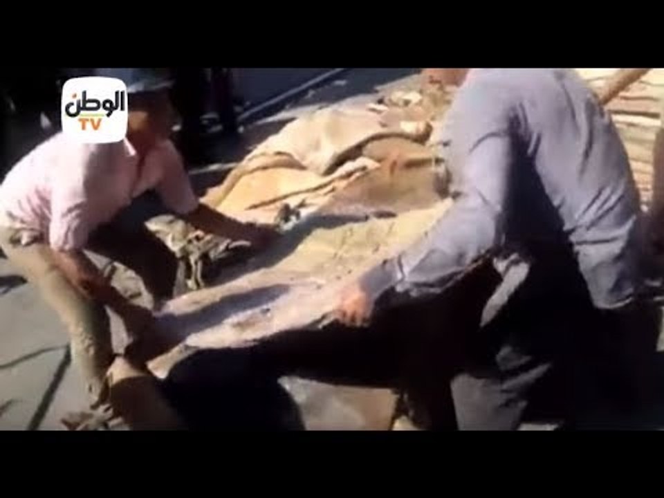 "جمارك الدخيلة" تحبط محاولة تهريب كميات كبيرة من الحشيش في جلود المواشي