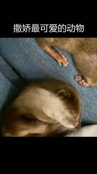 AWW SO CUTE! Cutest animals Videos Compilation Cute moment of the Animals - Cutest Animals #03