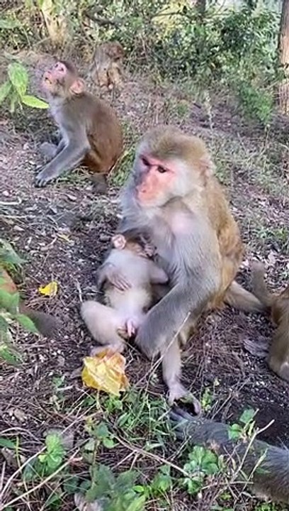 AWW SO CUTE! Cutest animals Videos Compilation Cute moment of the Animals - Cutest Animals #05