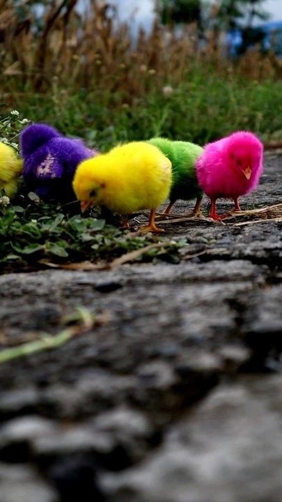 Anak Ayam Warna Warni / Ayam Pelangi
