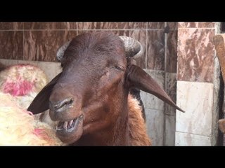 ركود أسعار المواشي بالأسواق.. والتجار: أرخص من السنة اللي فات