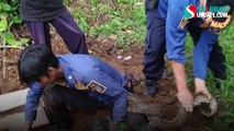 Ular sancaJadi Sarang Ular, 21 Telur Sanca Ditemukan di Sukabumi