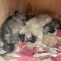 Son dakika haberleri | 12 köpeğin öldüğü yerde bulunan yavruya 'Umut' adı verildi