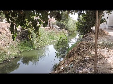 الثعابين تغزو البحيرة والأهالي يرون بعض الوقائع