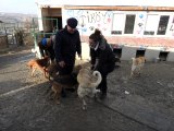 Son dakika: Jandarma ekipleri soğuk kış gününde sokak hayvanlarını besledi
