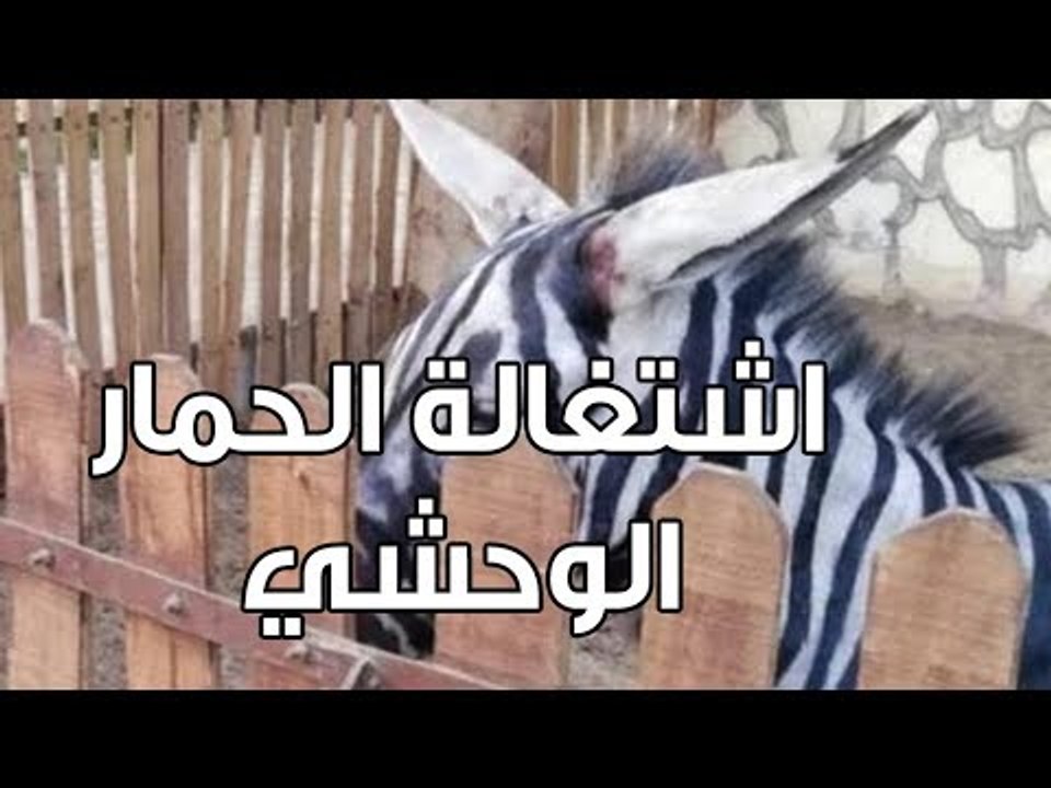 بـ ألوان ميه حكاية حمار وحشي مزور في الحديقة