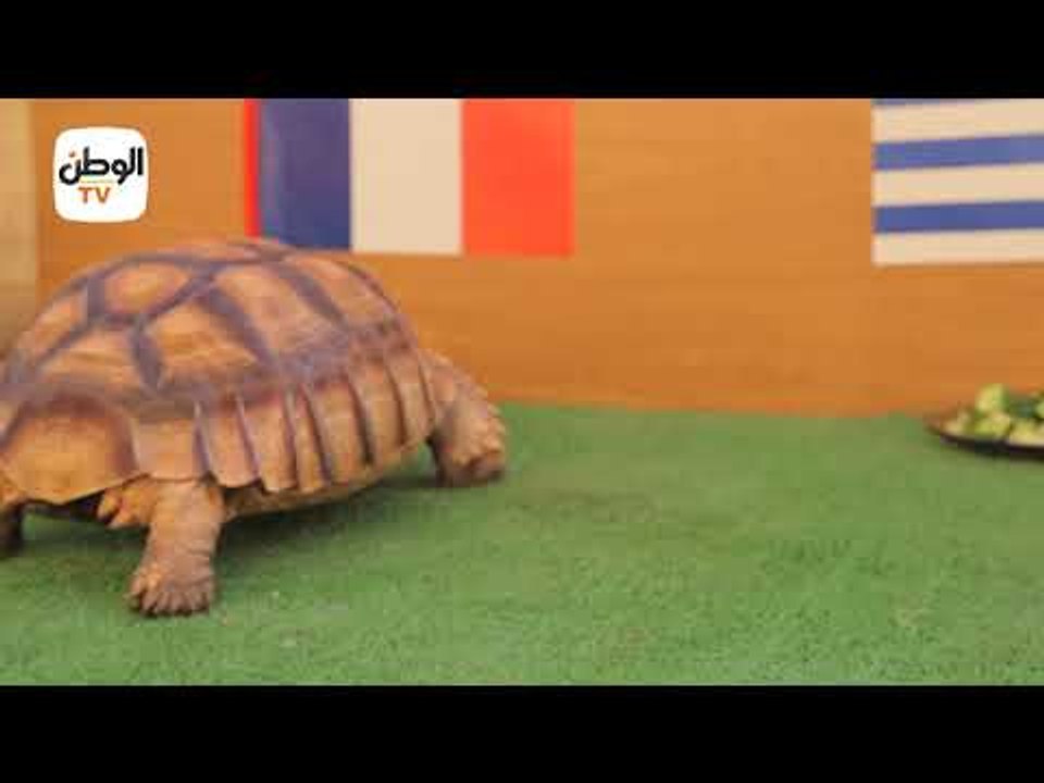 توقعات السلحفاة سمارة لمباراة أوروجواي وفرنسا في ربع نهائي كأس العالم