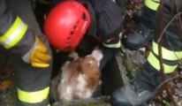 Perugia - Cane cade in un pozzo: salvato dai Vigili del Fuoco (27.12.21)