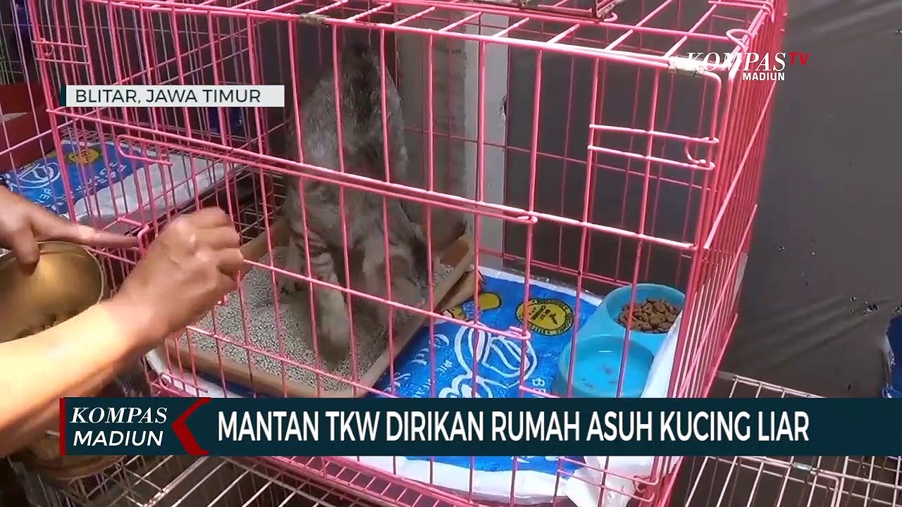 Mantan TKW Dirikan Rumah Asuh Kucing Liar