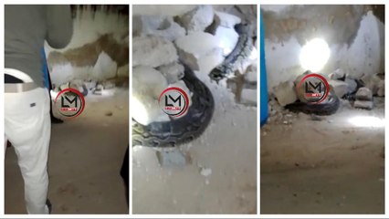 Maristes : Un énorme python sème la panique