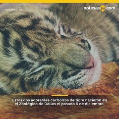Zoológico de Dallas da la bienvenida a dos tigres