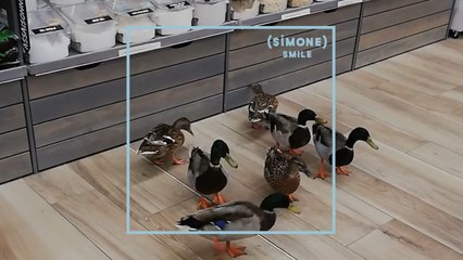 SIMONE : Des canards ont visité un Biocoop