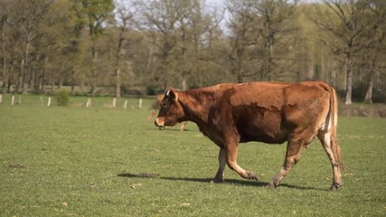 E.Leclerc - Des Régions à Croquer : la vache limousine