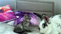 Baby Kitten wants to be friends with the Rabbit,Cute and Funny Cat Videos Compilation  - Cats Are Not Only Animals But Also Friends - Part  112