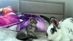 Baby Kitten wants to be friends with the Rabbit,Cute and Funny Cat Videos Compilation  - Cats Are Not Only Animals But Also Friends - Part  112