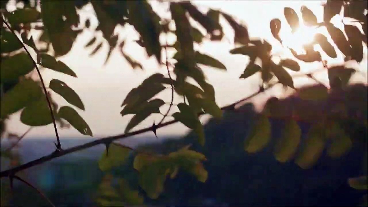 Relaxing Music - Bird Sounds, Relaxing, Soothing, Living Nature, Sound to Sleep, or Work Quiet