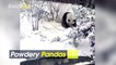 Powdery Pandas! Giant Pandas Frolic and Play in the Snow at Chinese Zoo!