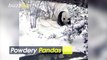 Powdery Pandas! Giant Pandas Frolic and Play in the Snow at Chinese Zoo!