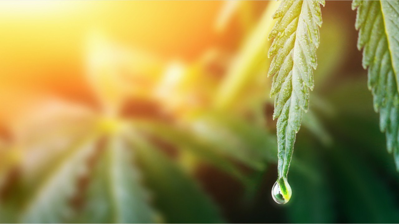 La première infusion anti-gueule de bois au CBD