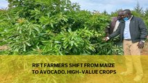 Rift farmers shift from maize to avocado, high-value crops