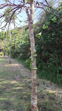 Red-tailed Racer Snake Climbs Tree to Safety