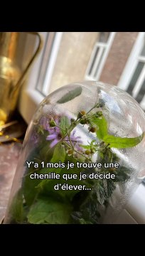 Elever une chenille jusqu'à ce qu'elle se transforme en papillon... enfin, pas longtemps