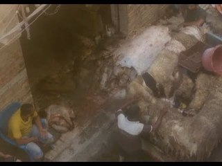 تاجر جلود أضاحي: انخفاض الأسعار سببه مرض جلدي يصيب الجاموس والبقر