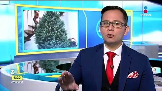 Árboles de Navidad en maceta: una opción sustentable para esta época