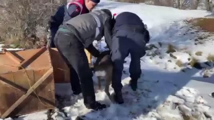 Yaralı karaca yavrusu tedavisinin ardından doğaya bırakıldı