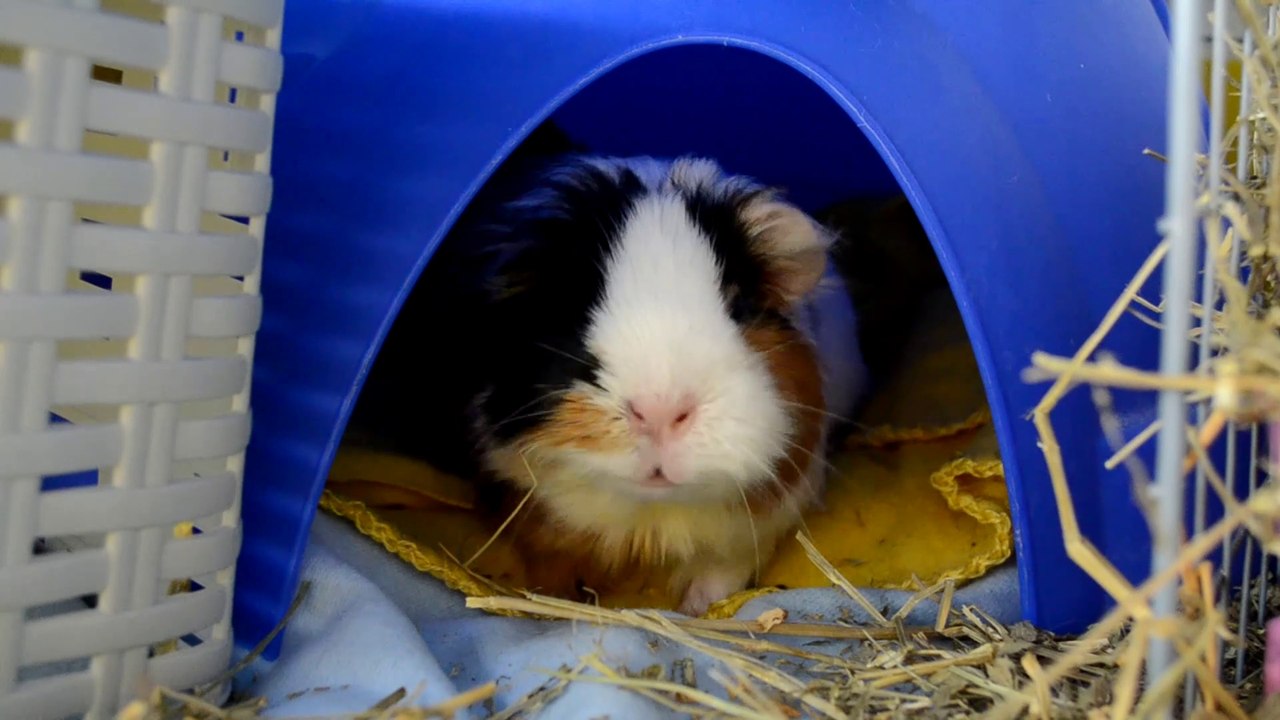 ROOM TOUR JAULA COBAYAS CYC DE TRES PISOS OCTUBRE 2021 | GUINEA PIGS C&C CAGE TOUR | CUYO, COBAYO