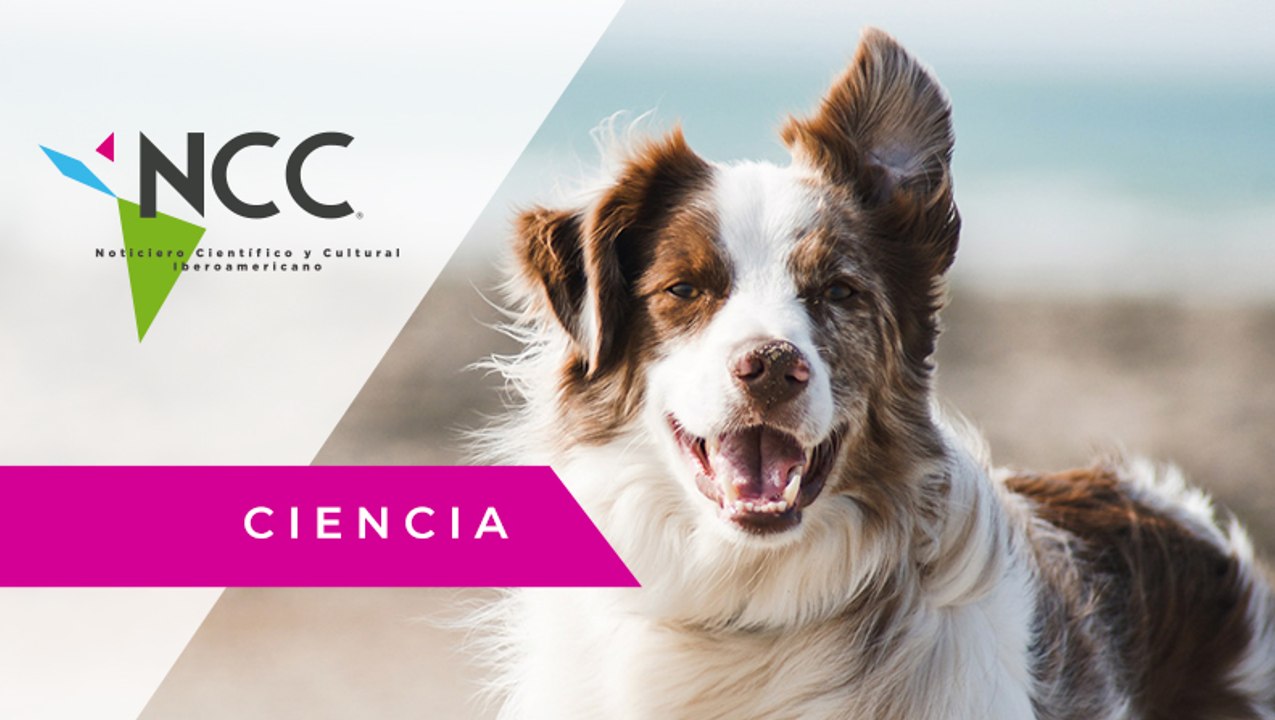 ¿Perros genios? Investigan cómo se aprenden los nombres de objetos