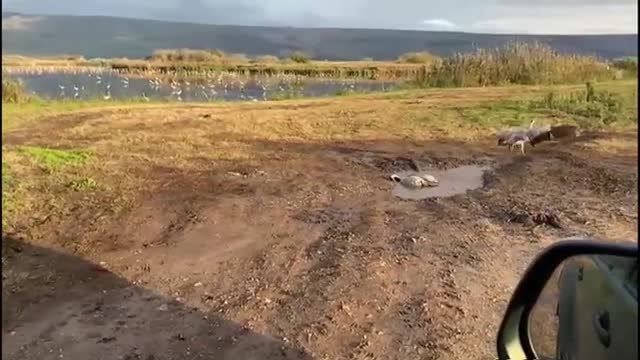 Mueren miles de grullas salvajes por un brote de gripe aviar en Israel