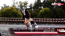 كلاب الأثر في ألمانيا ترصد الحيوانات المحمية في مواقع تنفيذ المشاريع