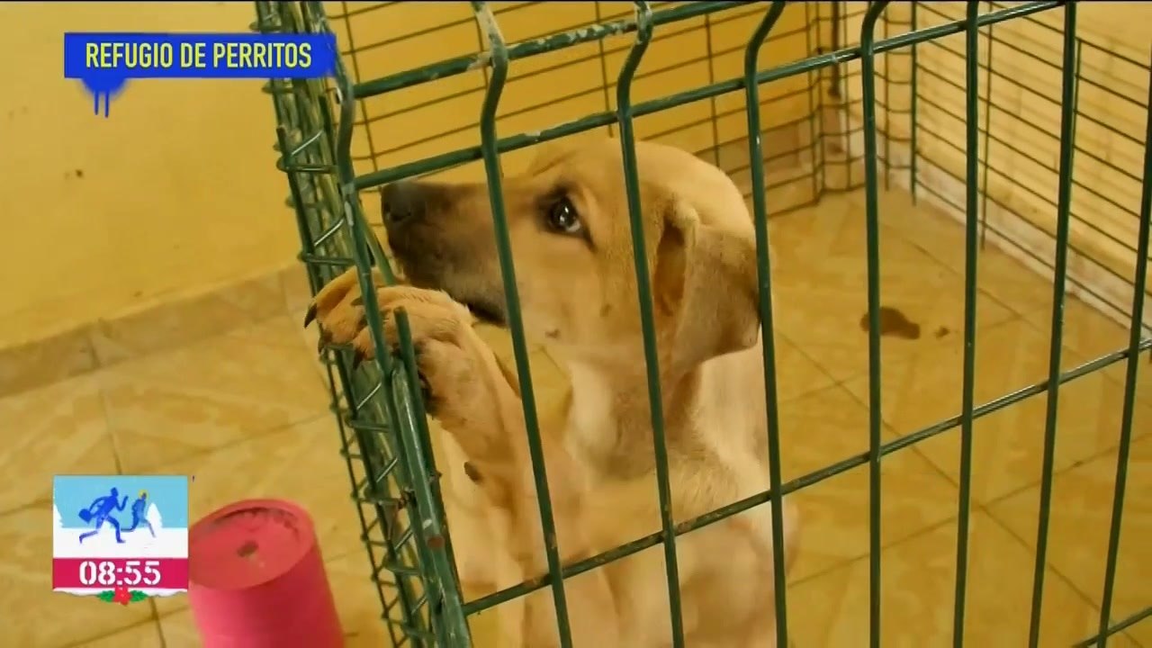 Así opera el refugio "Los Perritos de Santa Lucía"