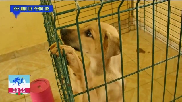 Así opera el refugio Los Perritos de Santa Lucía
