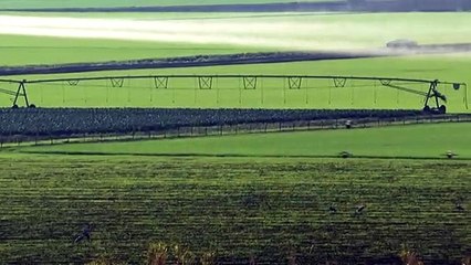 نفوق ألفي طائر كركي بري بإنفلونزا الطيور في إسرائيل