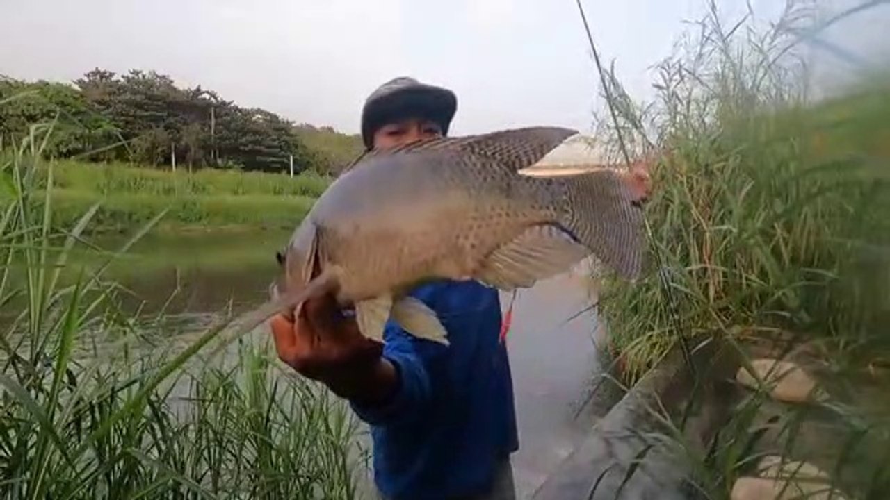 fishing for the most wild big tilapia