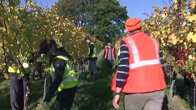 Lo spumante inglese conquista il mercato dei vini. Bollicine made in Uk per brindare al nuovo anno