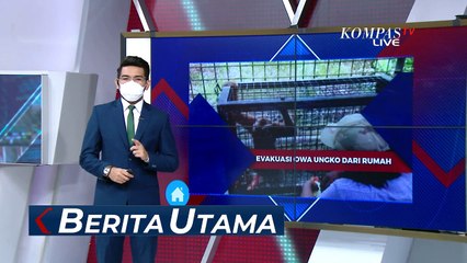 Owa Ungko Kembali ke Habitat Asli Setelah 14 Tahun Tinggal Di Rumah Warga