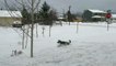 McNabb Collie Tries to Catch Snowballs Thrown from Snow Blower