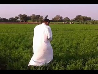 الحكومة تقاضي فلاحا زرع أرز موفر للمياه بالدقهلية