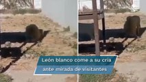 León blanco devora a su cría recién nacida en zoológico de Hidalgo por 
