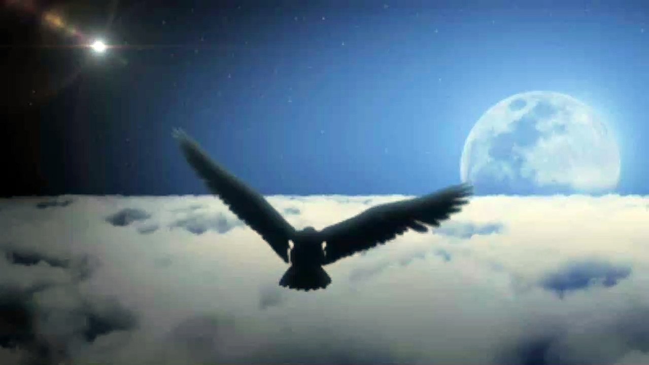 Flying Eagle Background Motion Video Loops