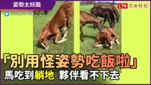 「別用怪姿勢吃飯啦！」馬抬高屁股吃草　夥伴教訓超爆笑