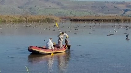 Wabah Flu Burung Merebak di Israel, 5.200 Burung Bangau Mati