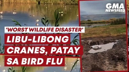 "Worst wildlife disaster" in Israel | GMA News Feed